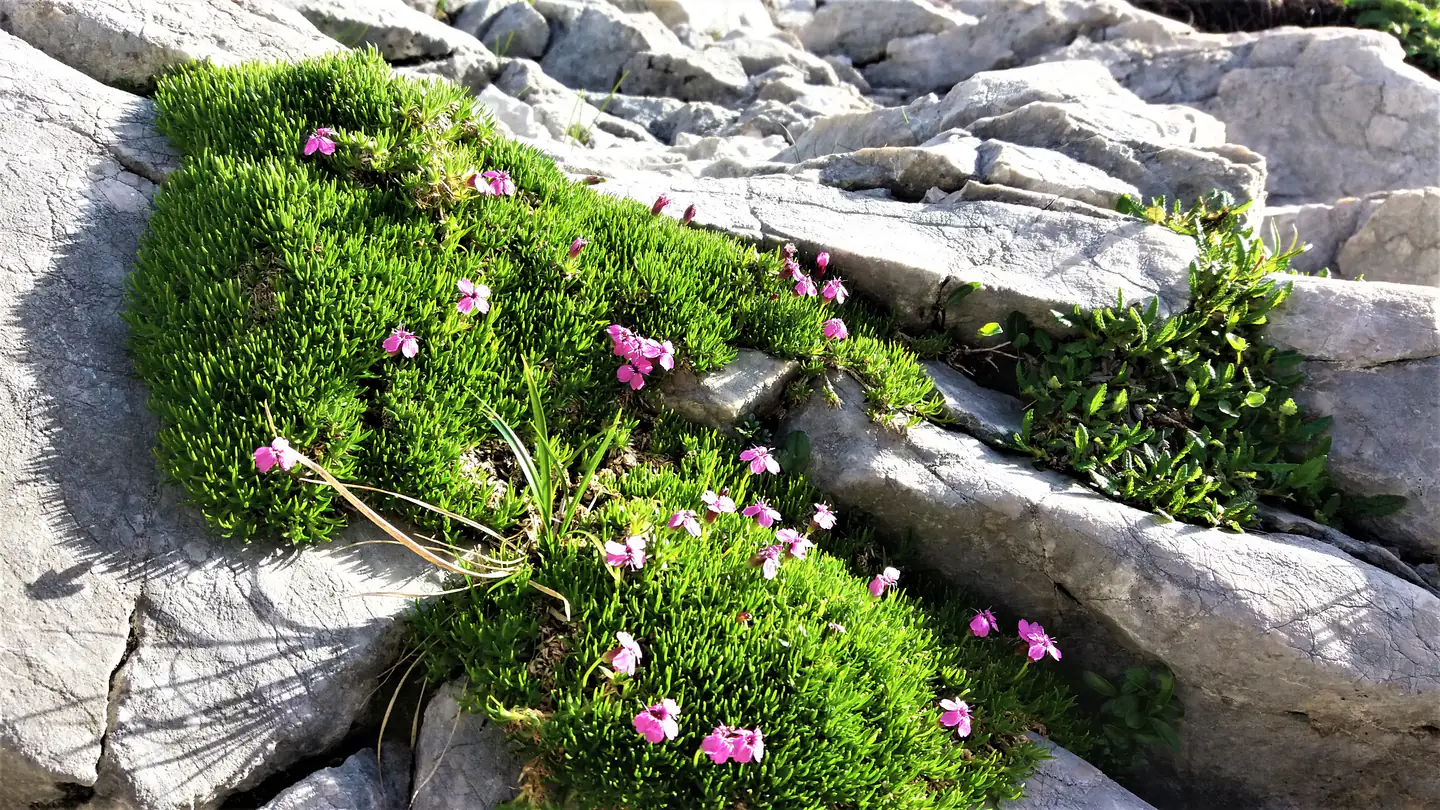 Аптечка в горах. Необхідний вміст.